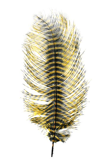 BARRED OSTRICH PLUME