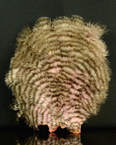CHICKABOU PATCH