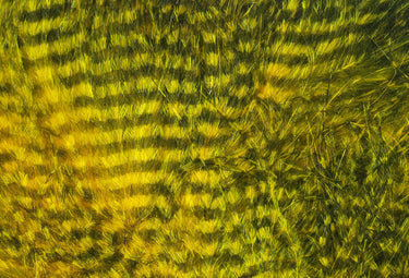 FINE BLACK BARRED MARABOU FEATHERS