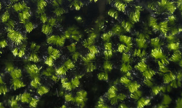 FLY FISH FOOD SMALL STONEFLY CHENILLE