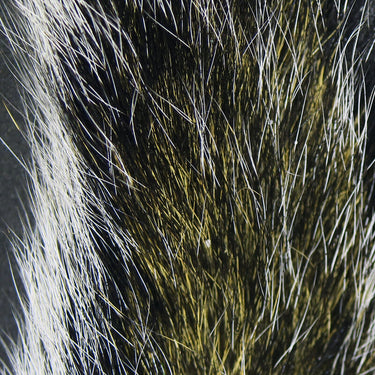 SQUIRREL TAIL
