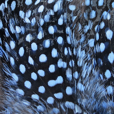 STRUNG GUINEA FEATHERS