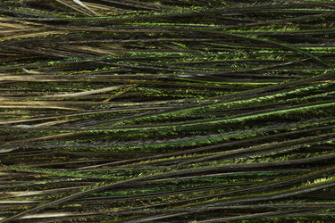 Premium Selected Peacock Herl
