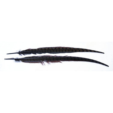 1 PAIR RINGNECK TAIL FEATHERS