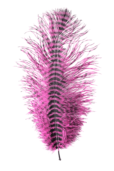 BARRED OSTRICH PLUME