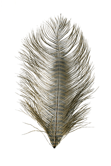 BARRED OSTRICH PLUME