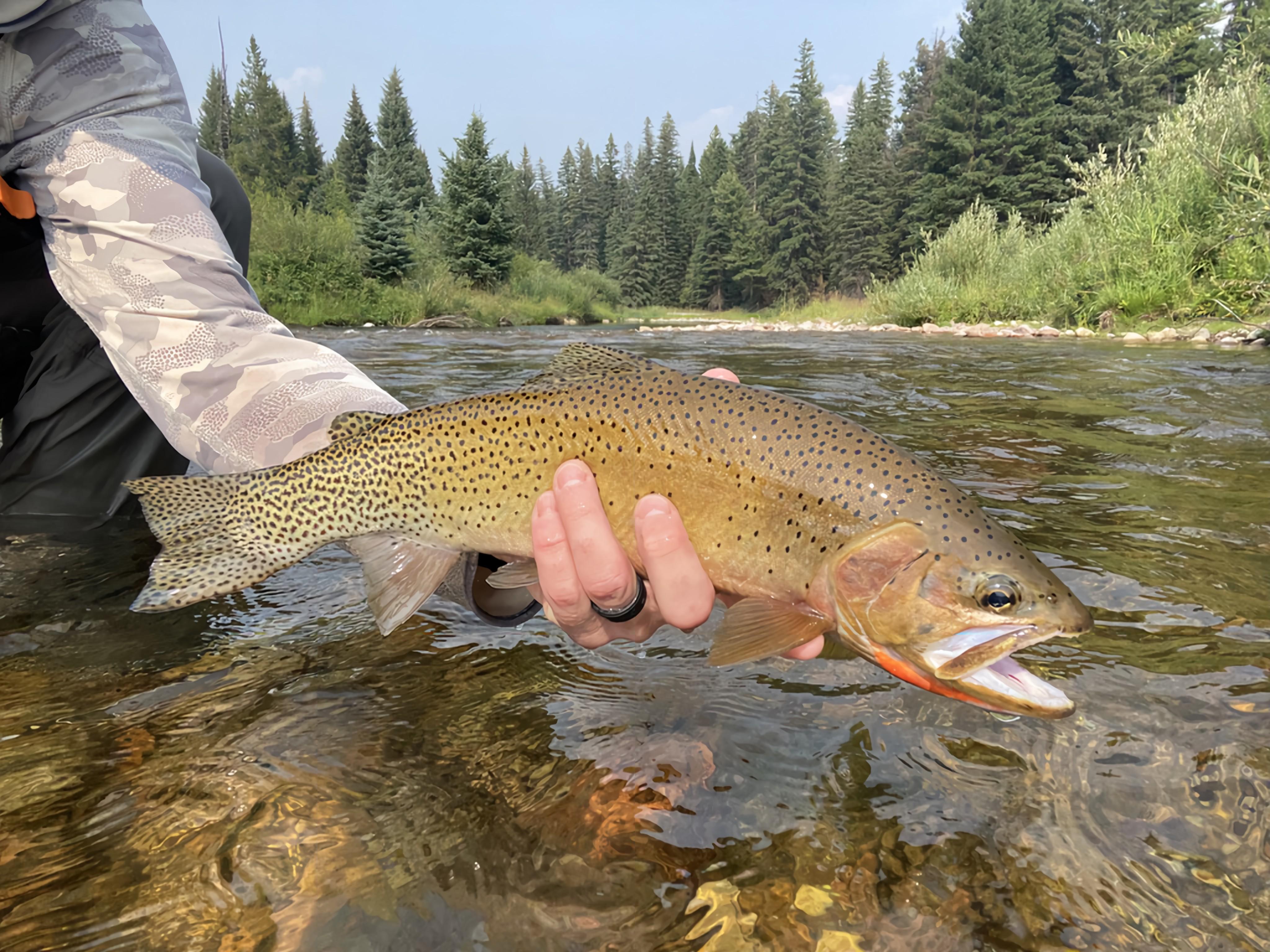 The StoneFly Fly Shop – The Stonefly The StoneFly Fly Shop – The Stonefly
