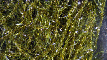 MICRO UV POLAR CHENILLE