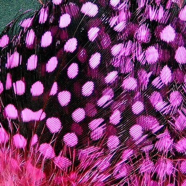 STRUNG GUINEA FEATHERS